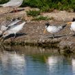 Couple de Sterne élégantes sur l’île de Noirmoutier